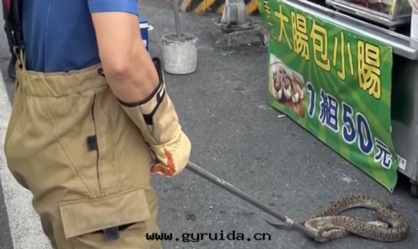 驚險！男子遛蛇暈倒被(bèi)蟒纏頸，路(lù)人(rén)持(chí)棍驅蛇救人(rén)